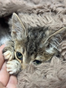 Шукає дім кошеня!