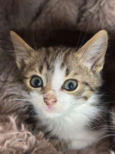 Хлопчик шукає родину!