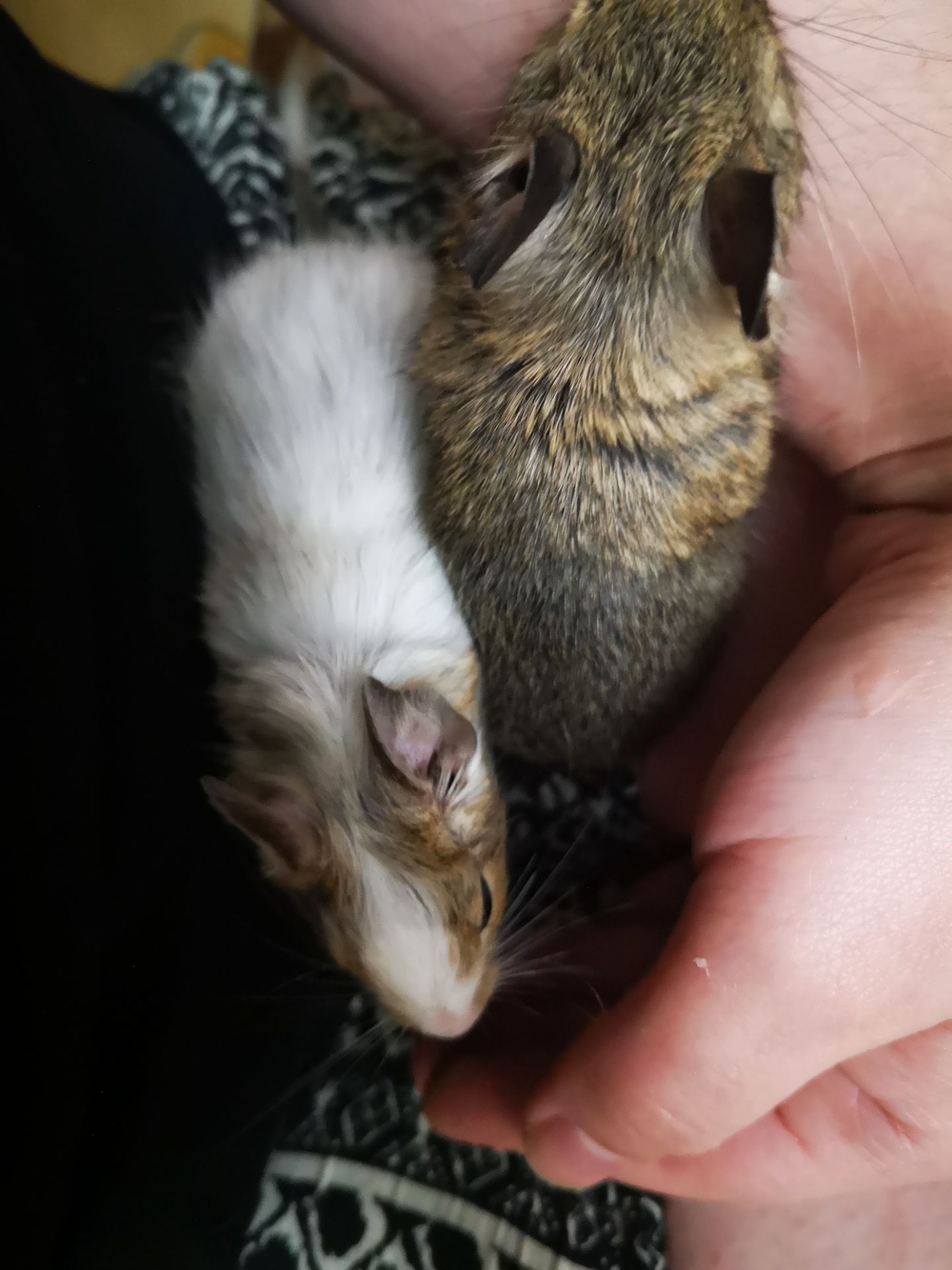 Подам білочку дегу