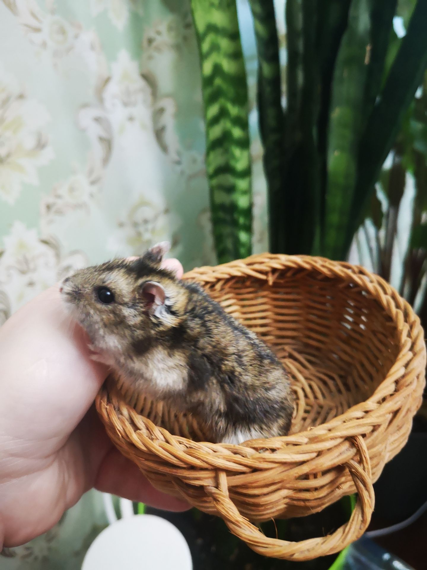 Джунгарський хом'ячок