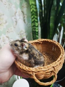 Джунгарський хом'ячок