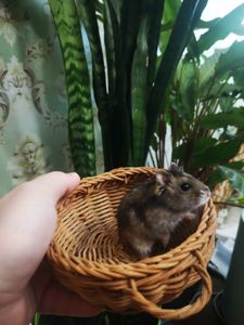 Джунгарський хом'ячок