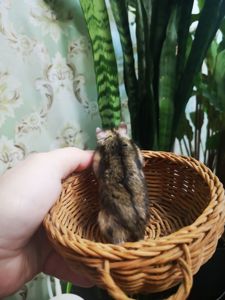 Джунгарський хом'ячок