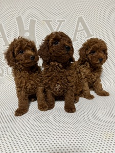 Той пудель дівчатка