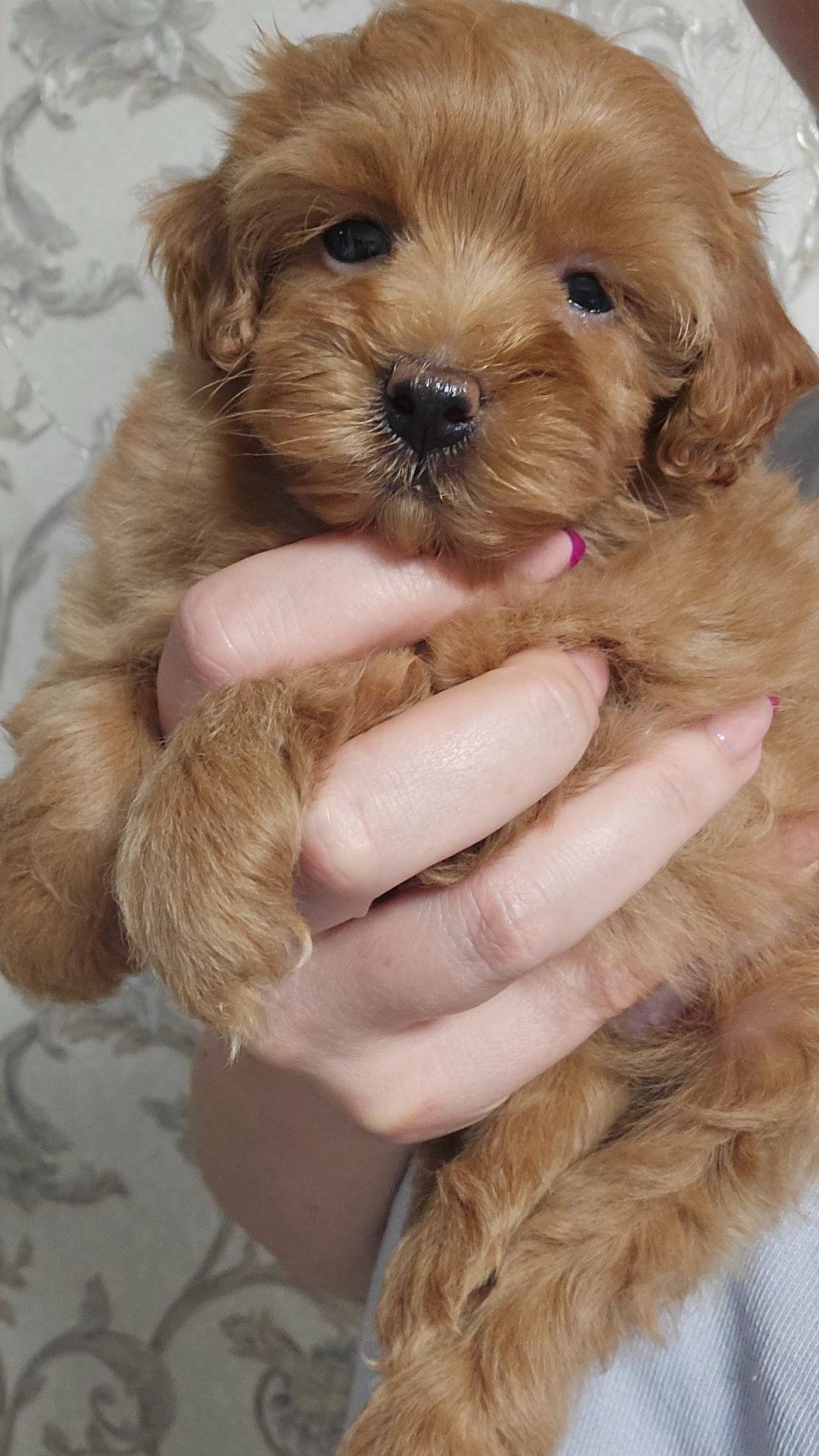 Мальтипу Ф1 дівчинка мікро