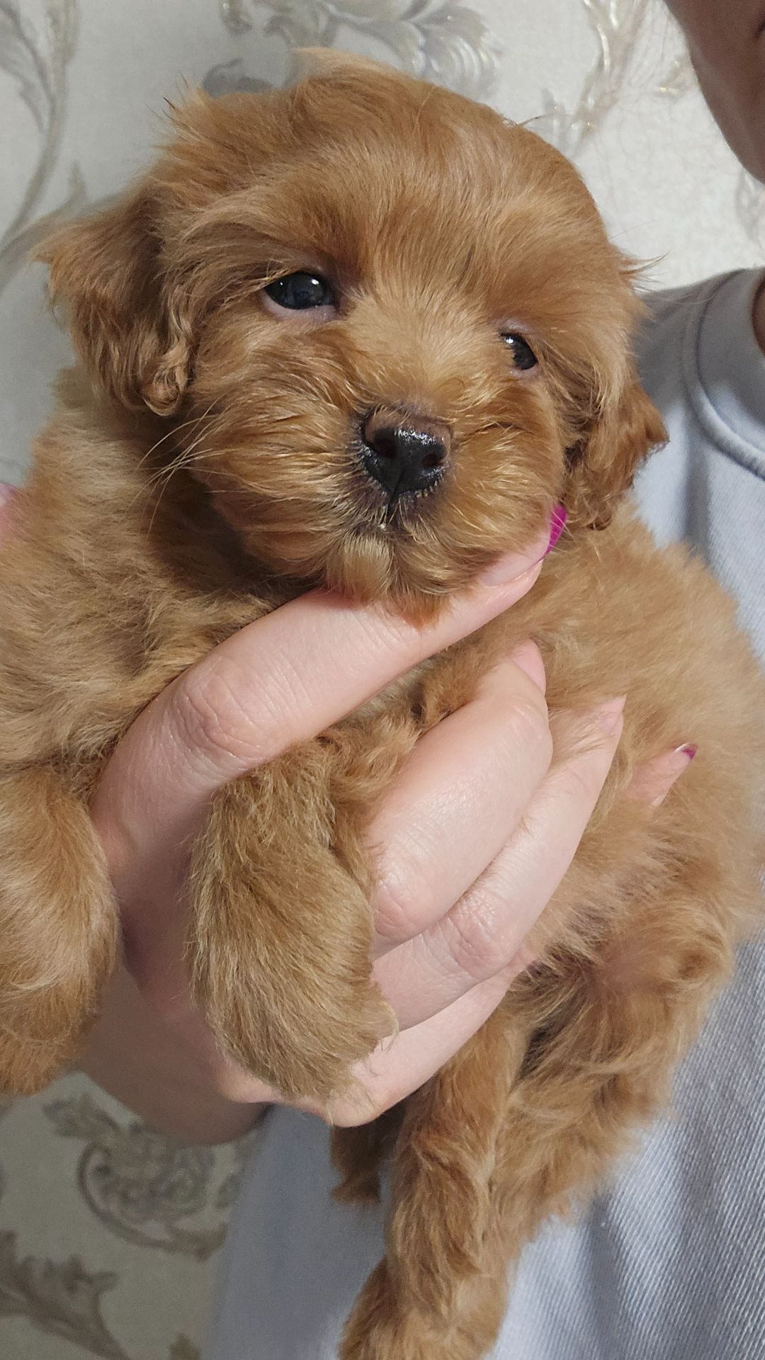 Мальтипу Ф1 дівчинка мікро