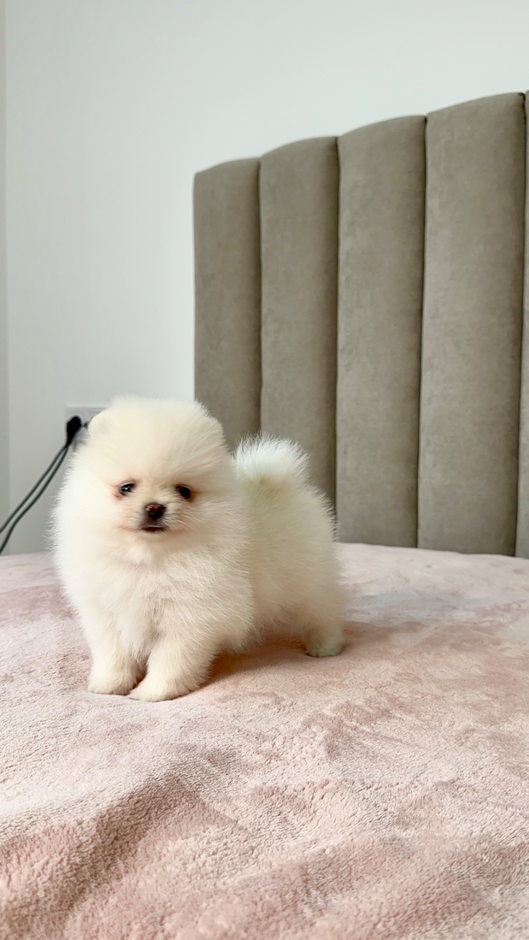 Померанський шпіц хлопчик