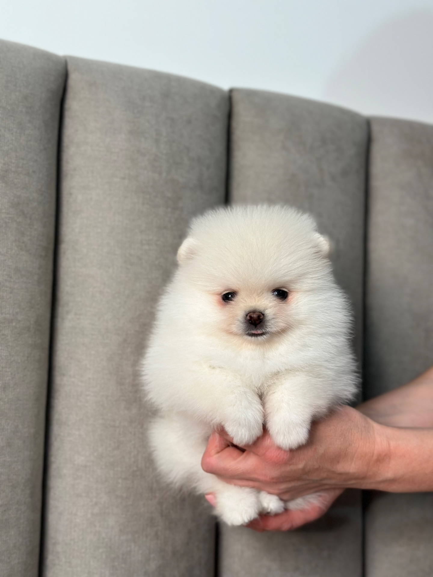 Померанський шпіц хлопчик