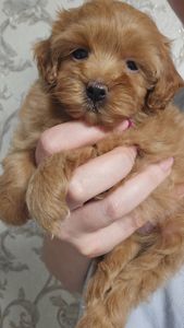 Мальтипу Ф1 дівчинка мікро