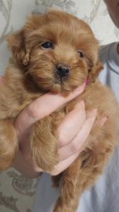 Мальтипу Ф1 дівчинка мікро