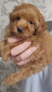 Мальтипу Ф1 дівчинка мікро