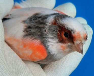 КОЛЬОРОВІ КАНАРКИ