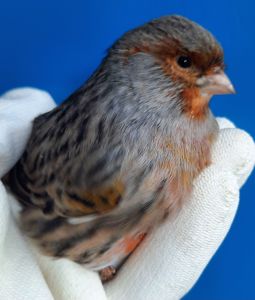 КОЛЬОРОВІ КАНАРКИ