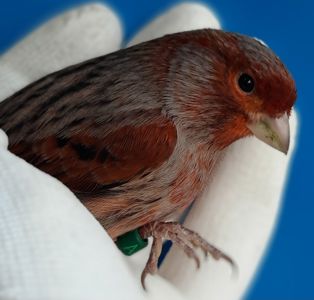 КОЛЬОРОВІ КАНАРКИ