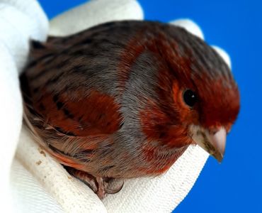 КОЛЬОРОВІ КАНАРКИ