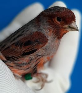 КОЛЬОРОВІ КАНАРКИ