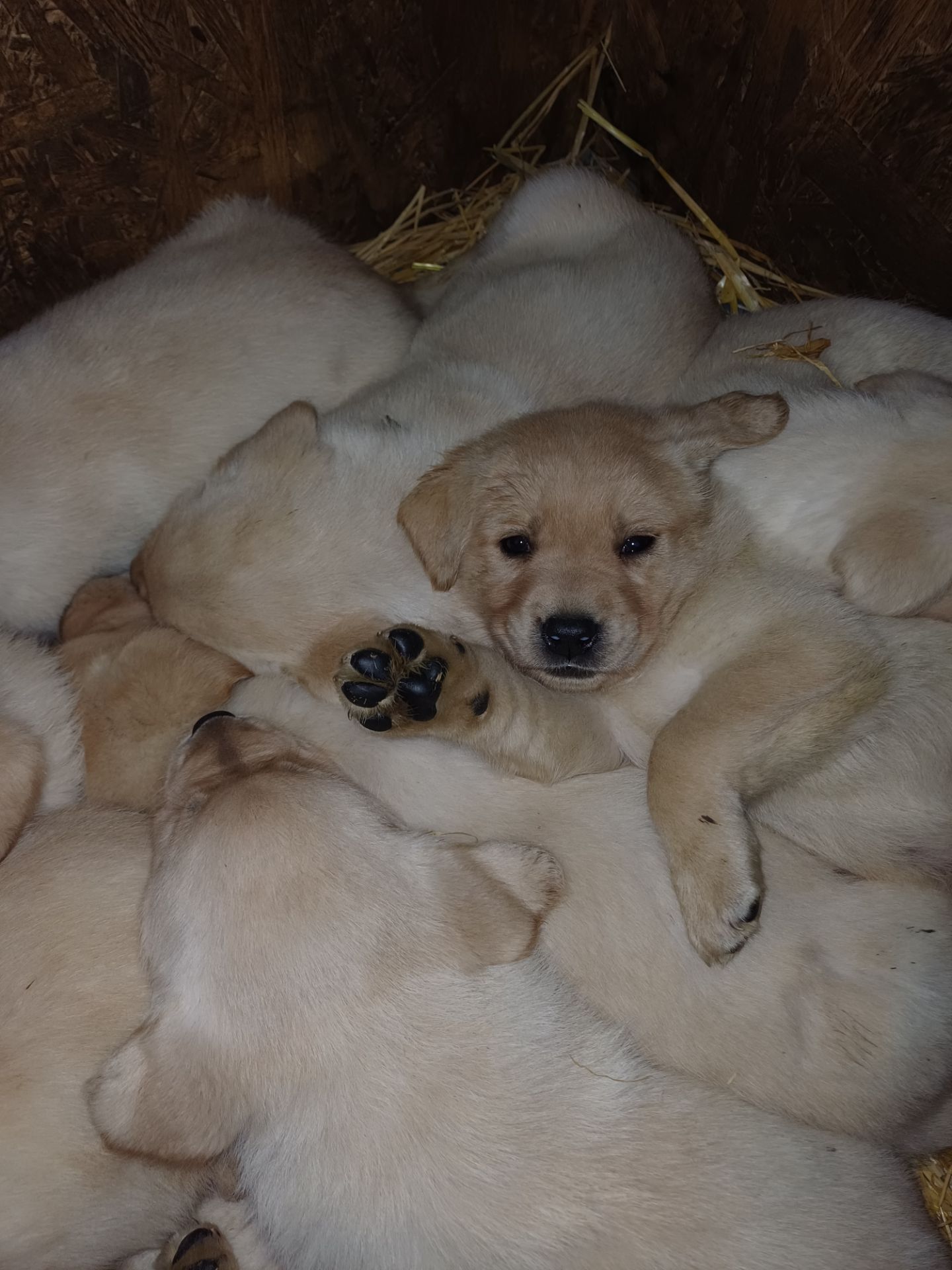 Цуценята лабрадорчики