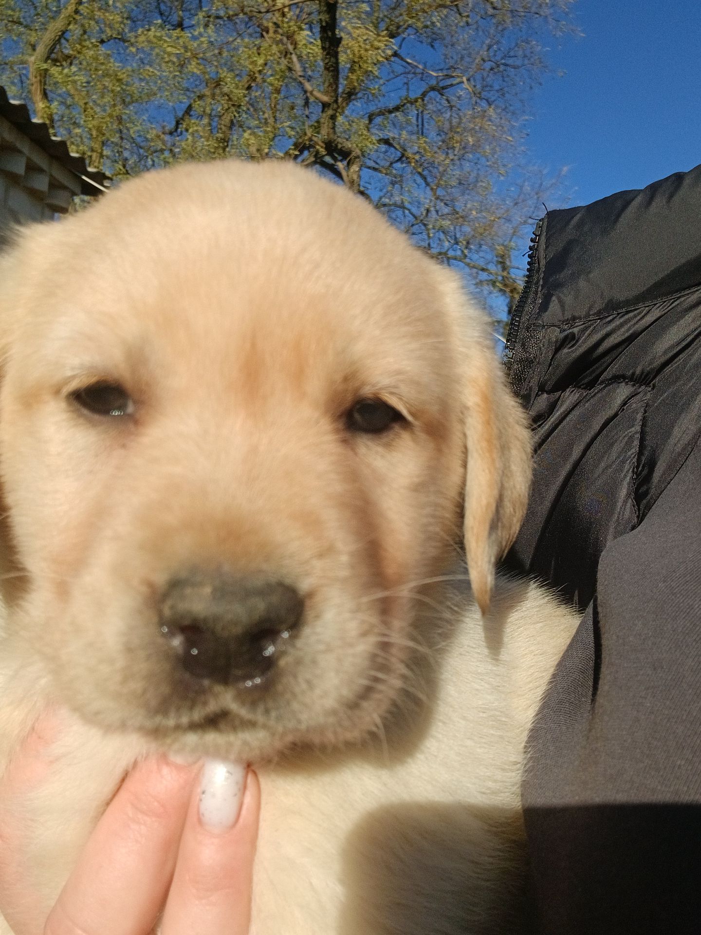 Цуценята лабрадорчики