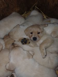 Цуценята лабрадорчики