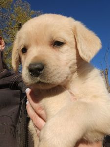 Цуценята лабрадорчики