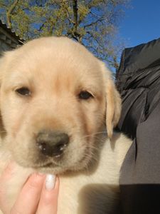 Цуценята лабрадорчики