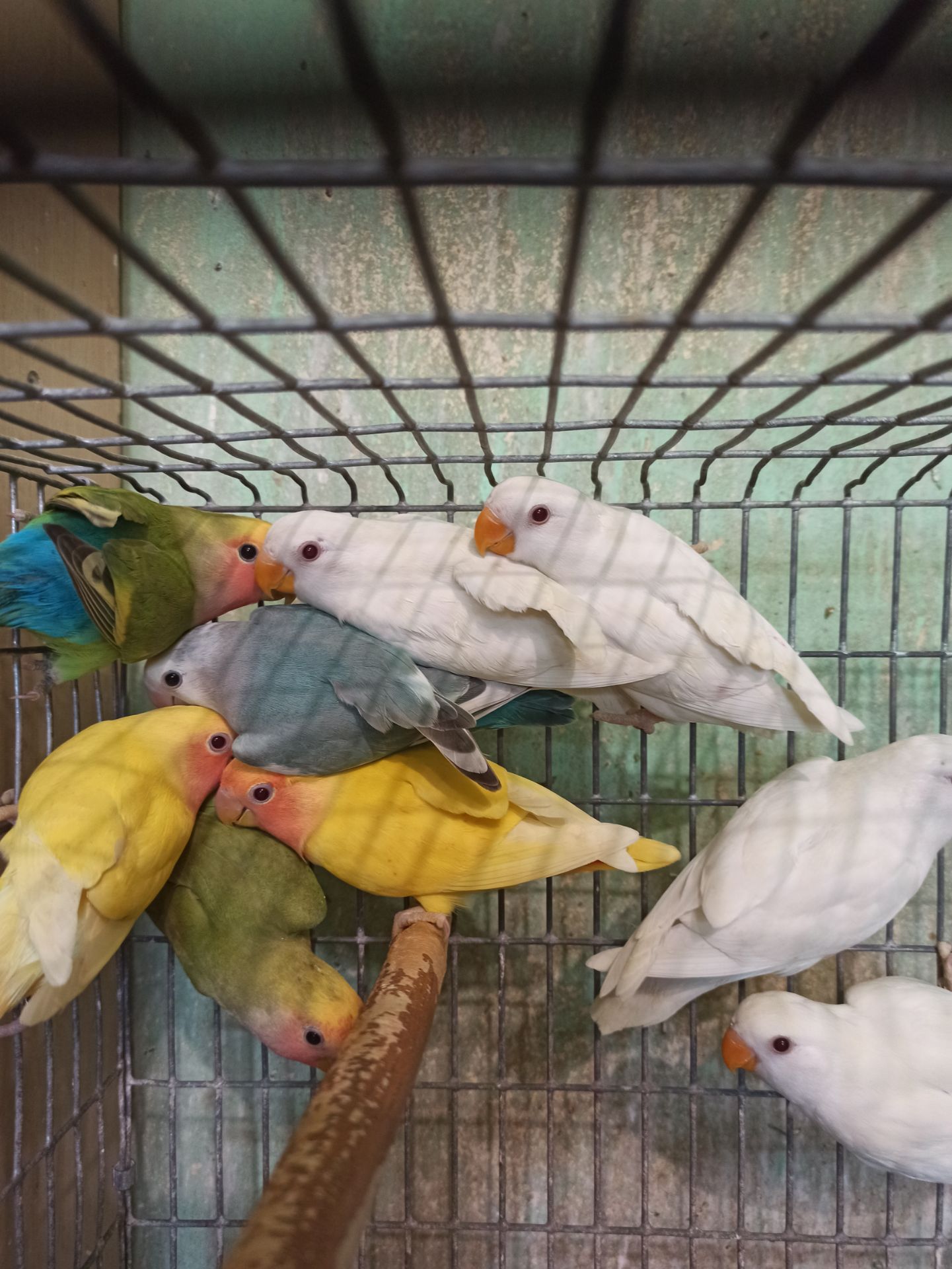 Неразлучники птенцы