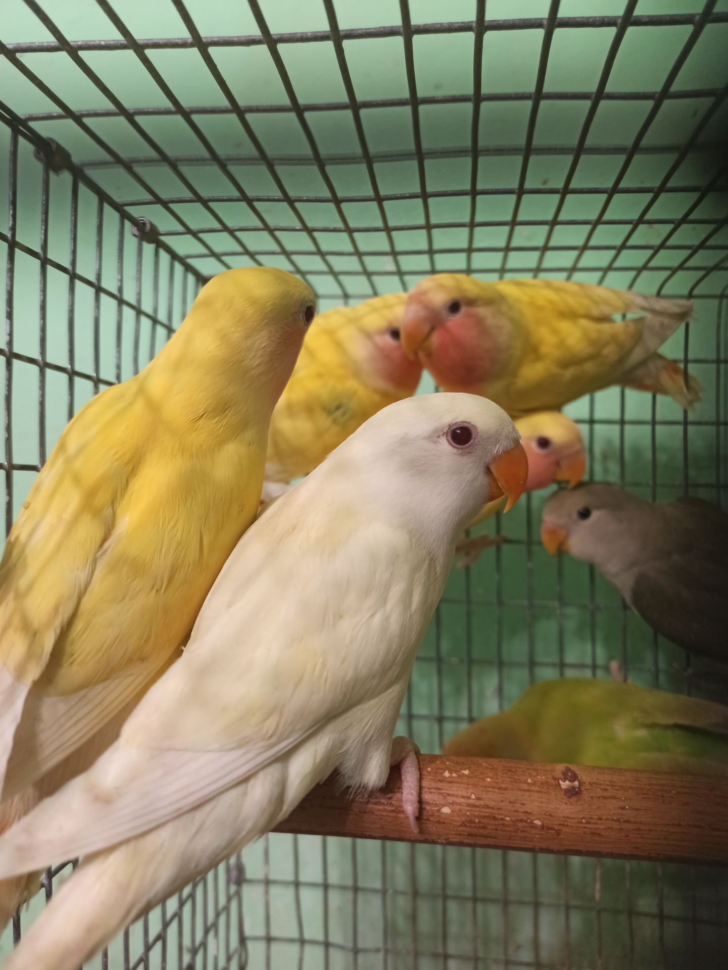 Неразлучники птенцы