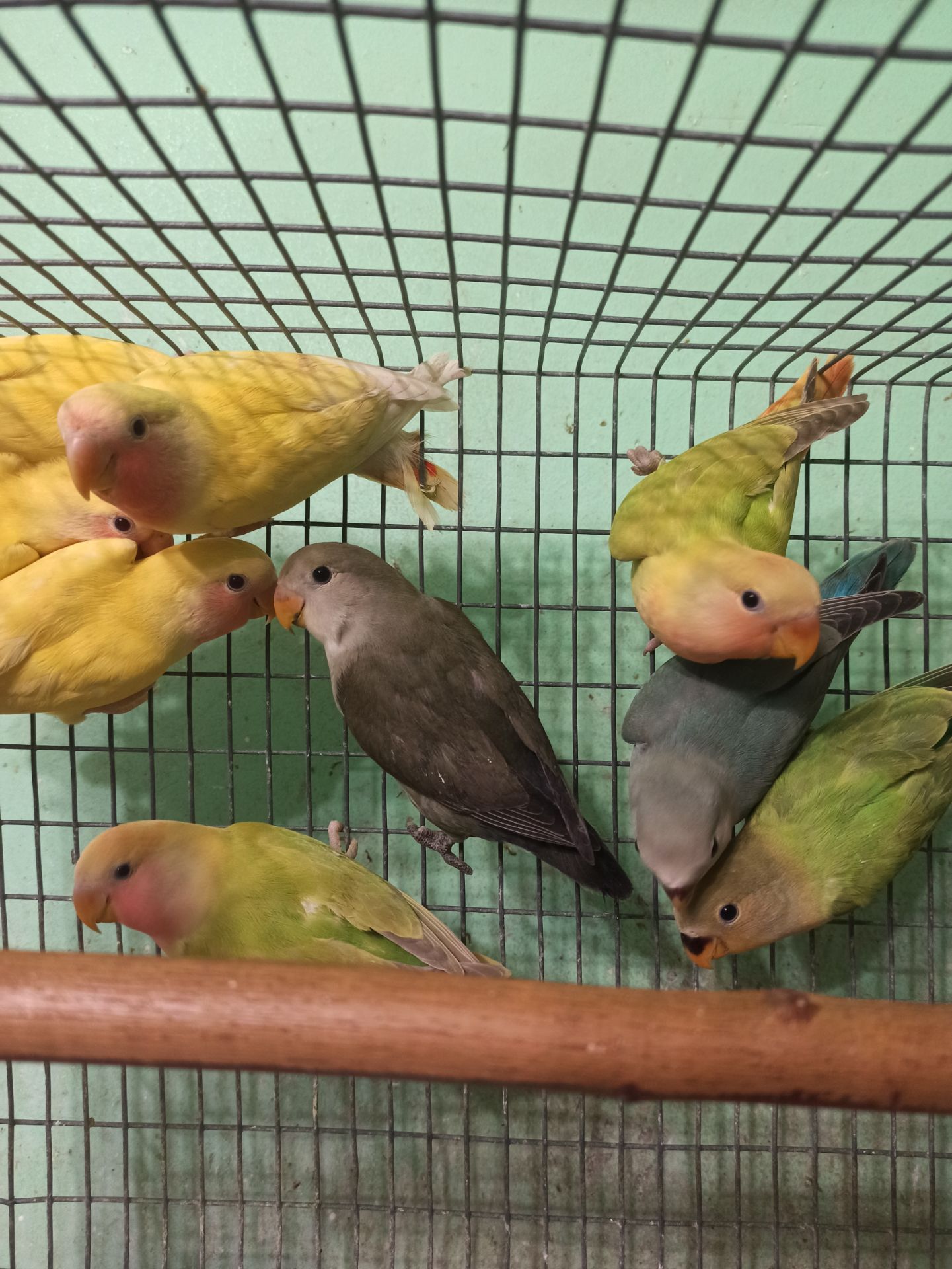 Неразлучники птенцы