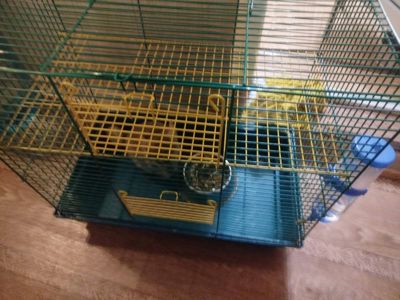 Шиншила+клітка