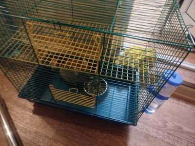 Шиншила+клітка