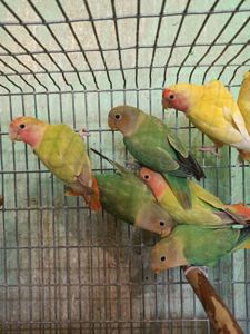 Неразлучники птенцы