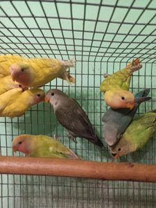 Неразлучники птенцы