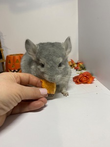 Шиншилла сапфир