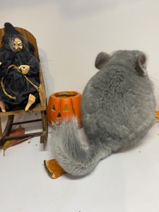 Шиншилла сапфир