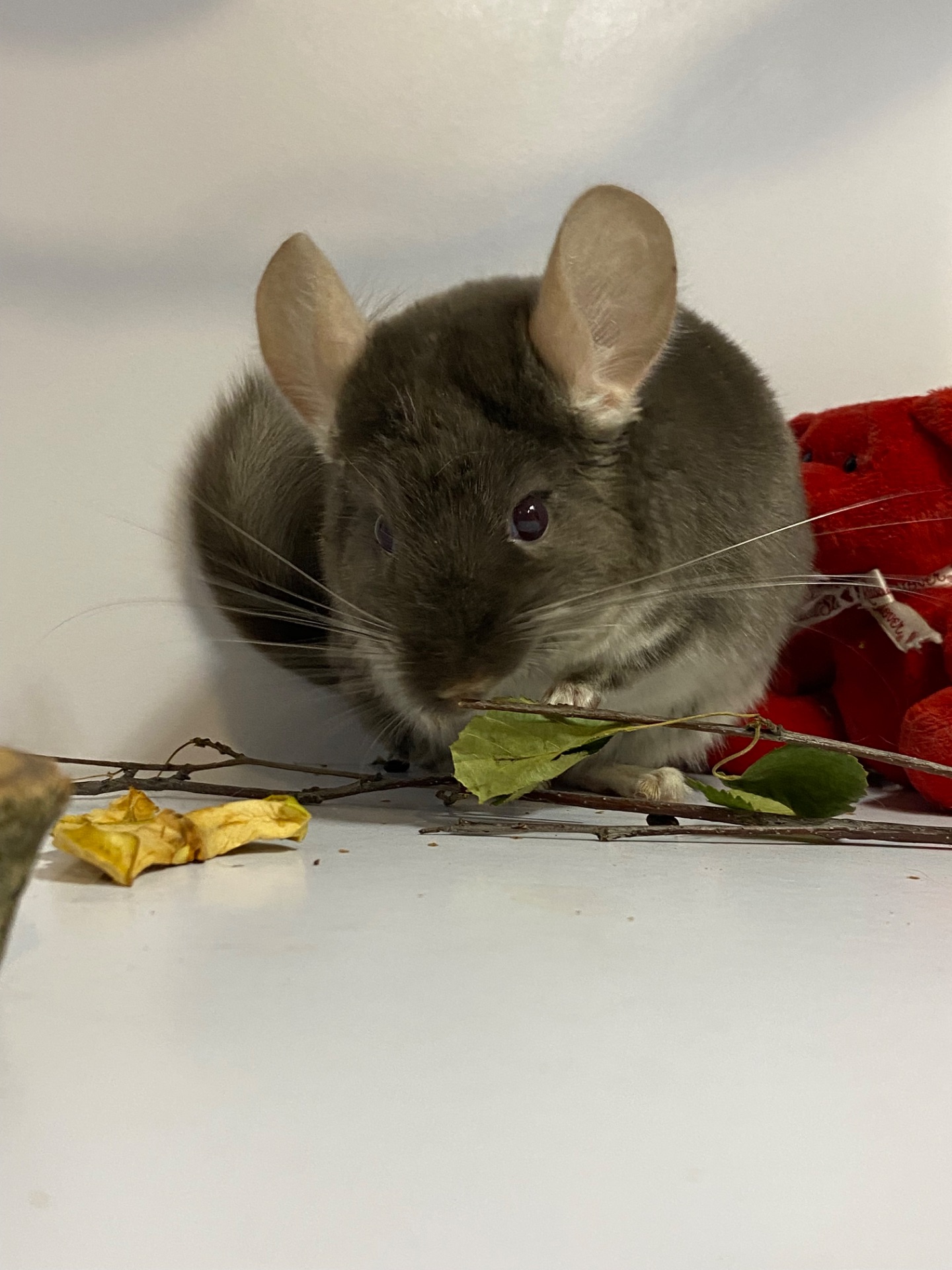 Шиншиллы разных окрасов