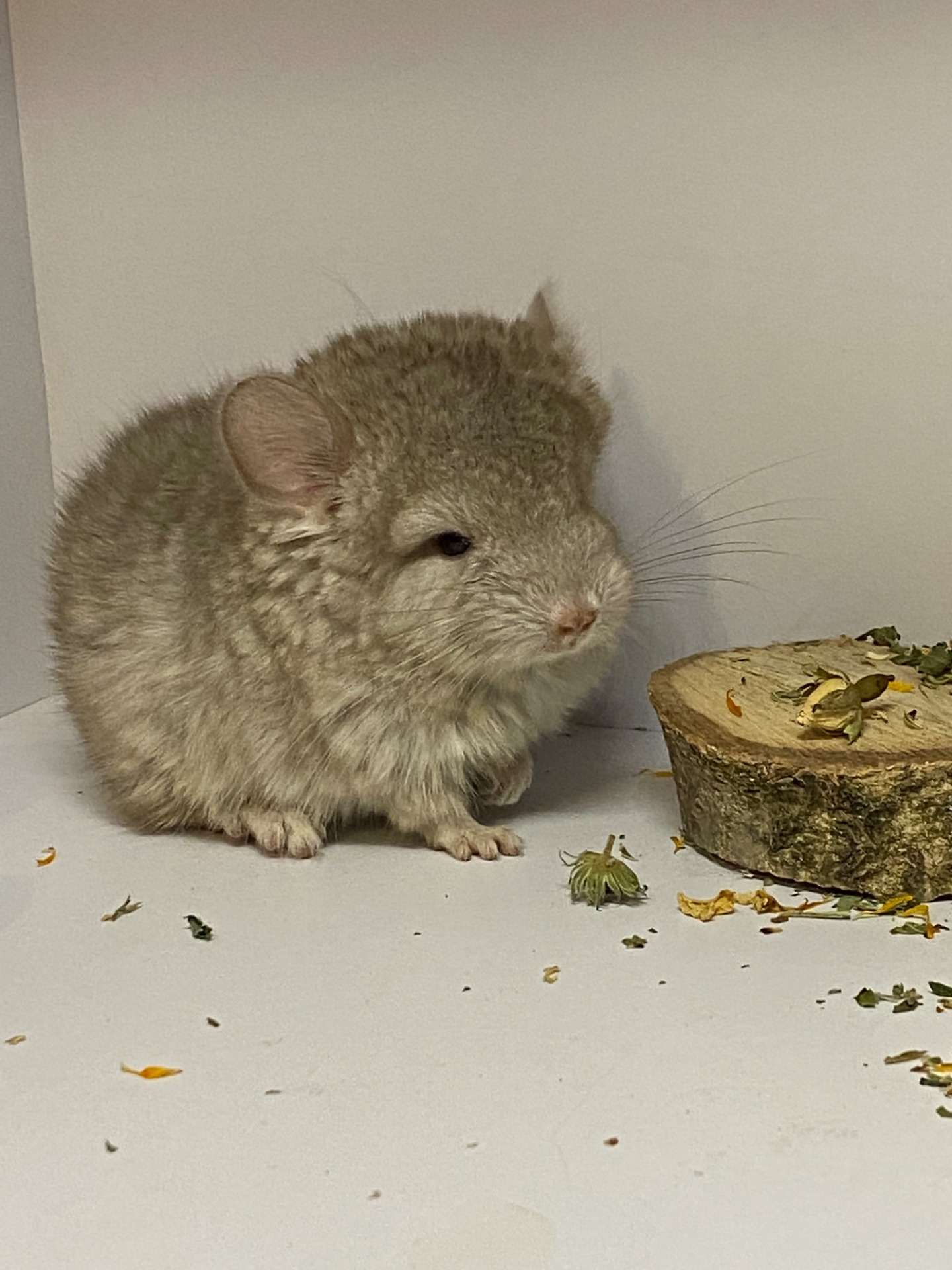 Шиншиллы разных окрасов