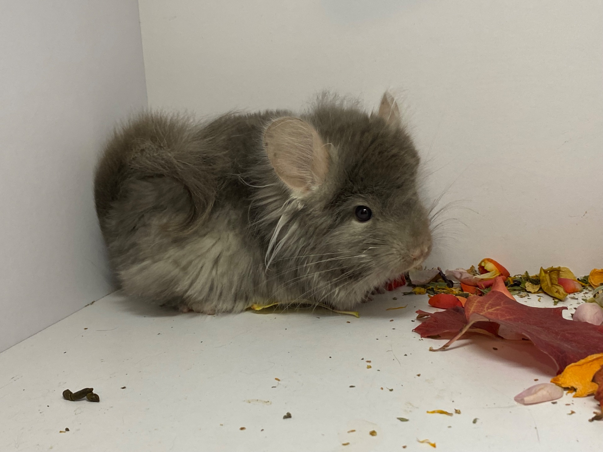 Шиншиллы разных окрасов