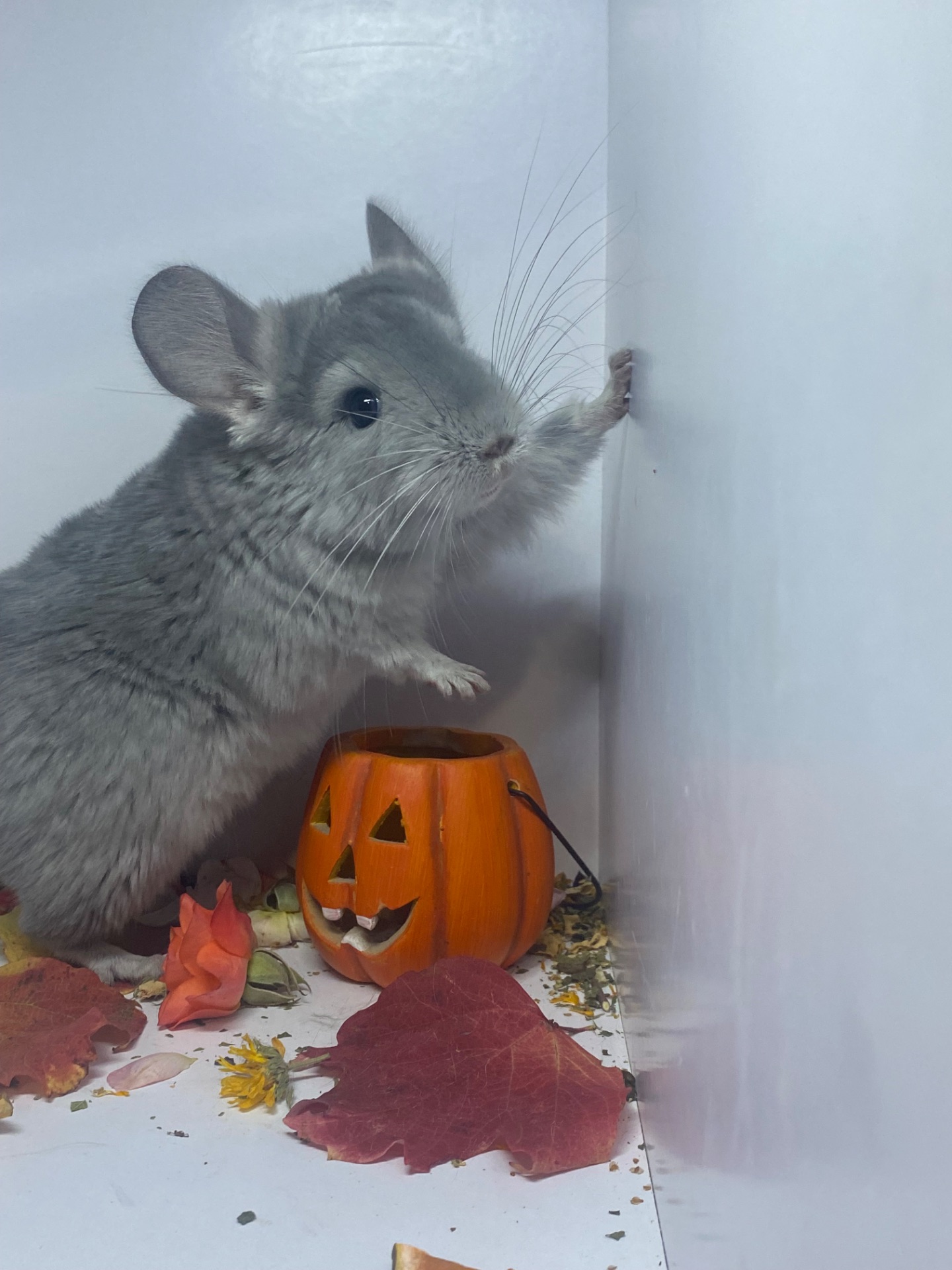 Шиншилла девочка фиолет