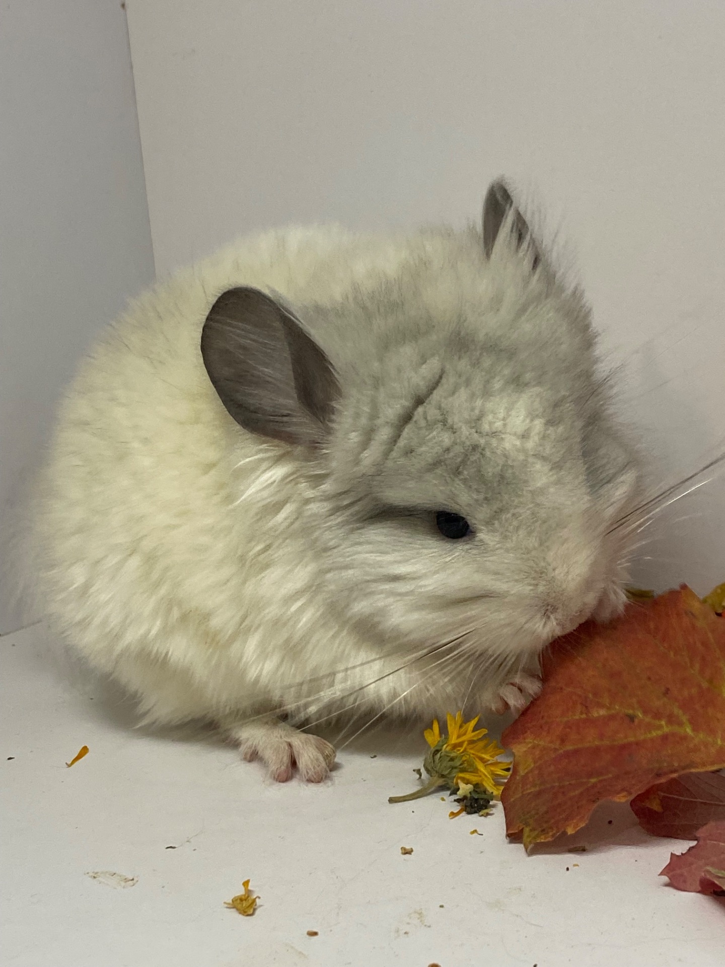 Шиншиллы разных окрасов