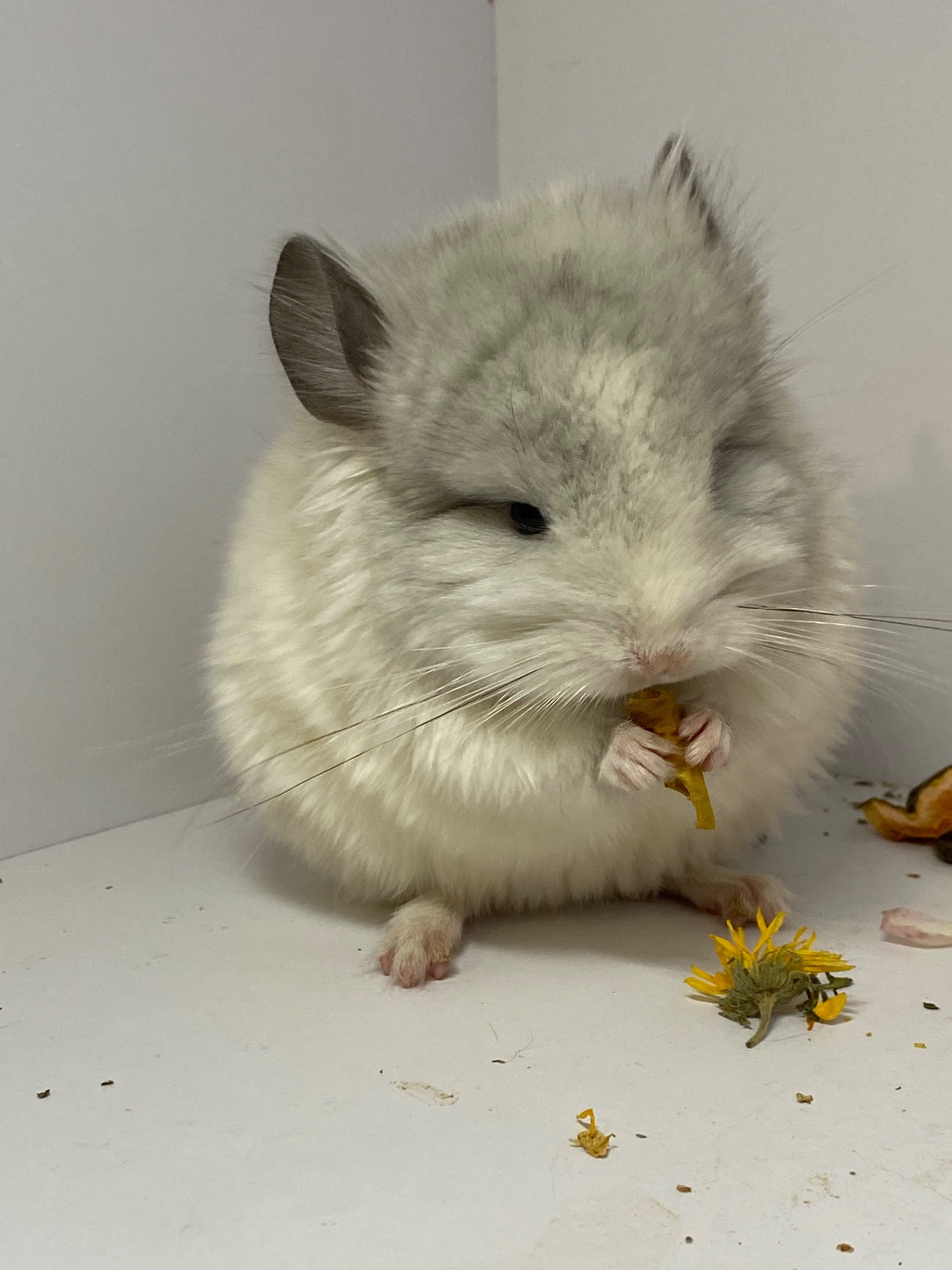 Шиншиллы разных окрасов