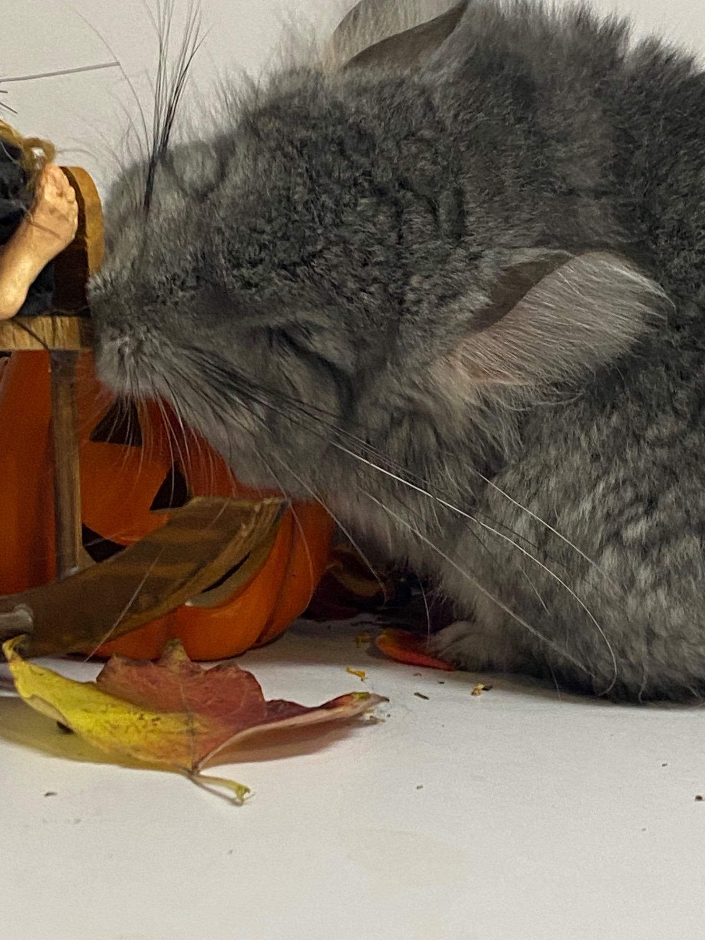 Шиншиллы разных окрасов