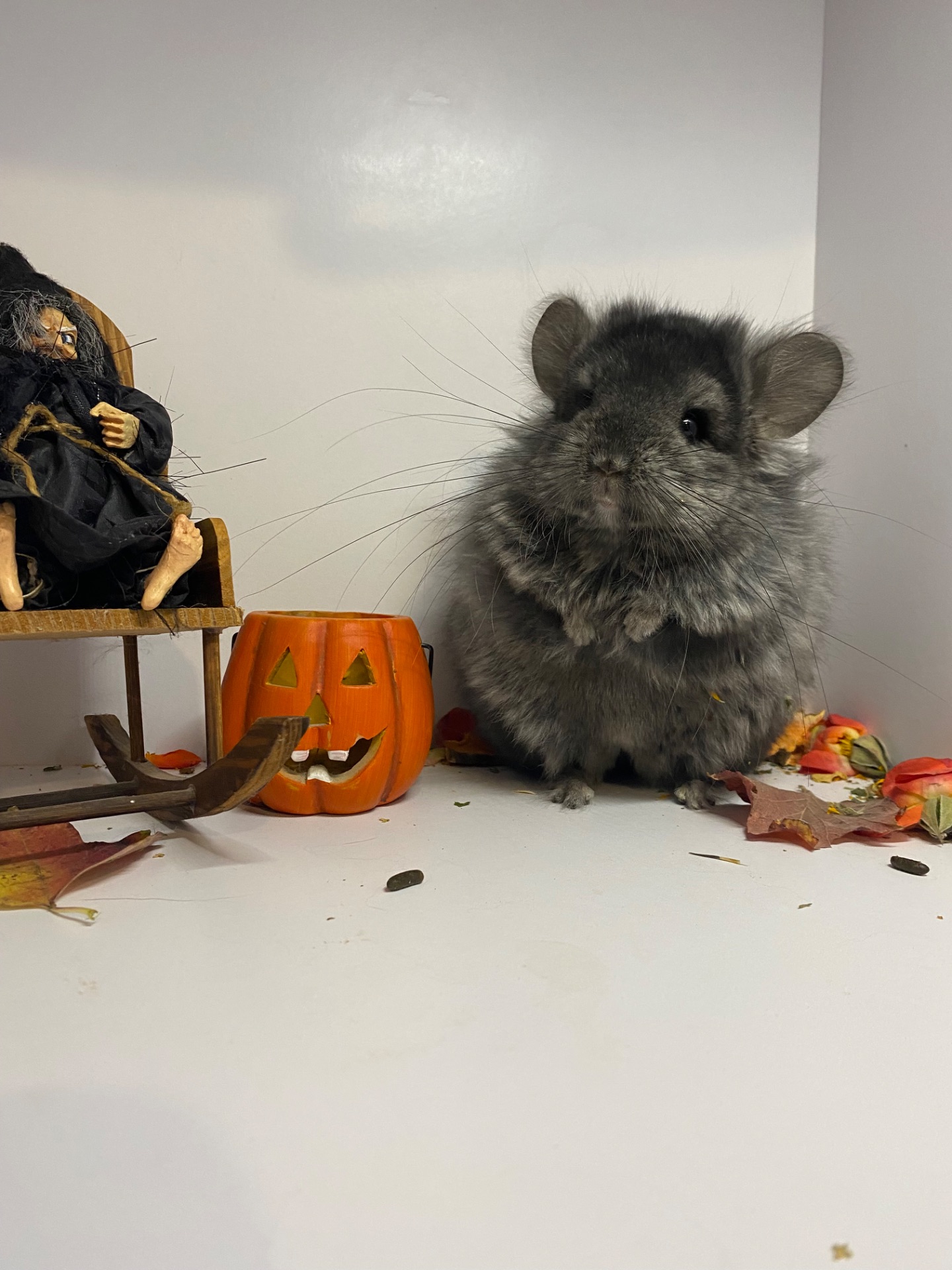 Шиншиллы разных окрасов