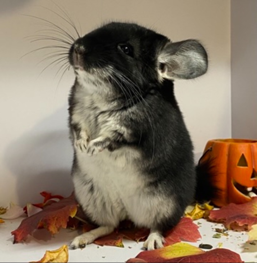 Шиншиллы разных окрасов