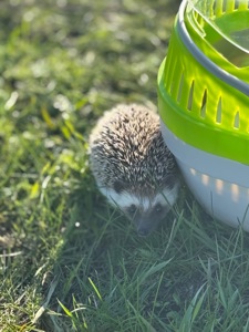 Африканский ёжик