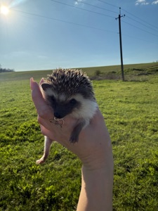 Африканский ёжик