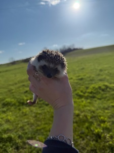 Африканский ёжик