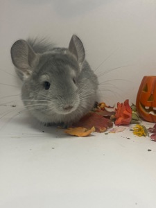 Шиншилла девочка фиолет