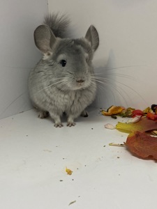 Шиншилла девочка фиолет