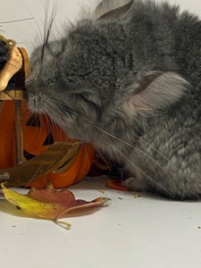 Шиншиллы разных окрасов