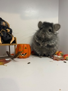 Шиншиллы разных окрасов